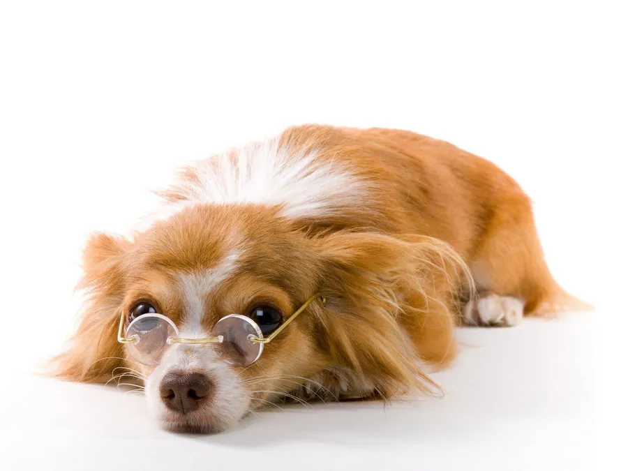 Pet background