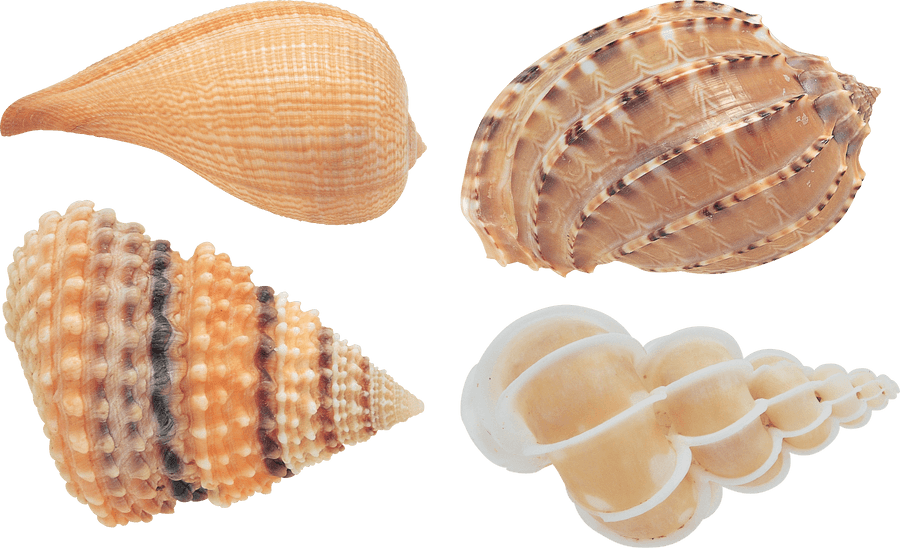 Assorted Seashells Collection