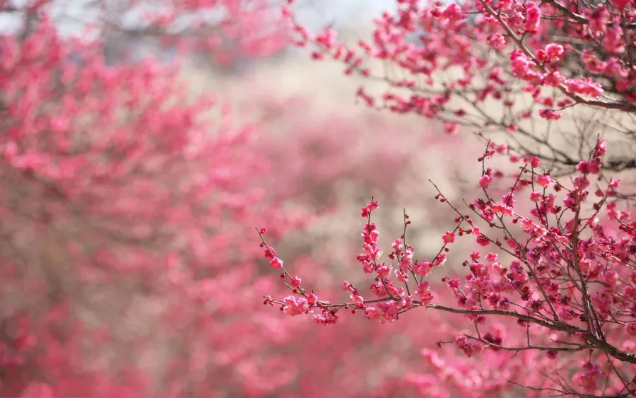 Dark Cherry Blossom