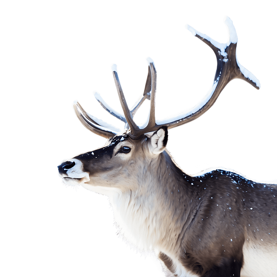 Graceful Caribou in Snow PNG 24