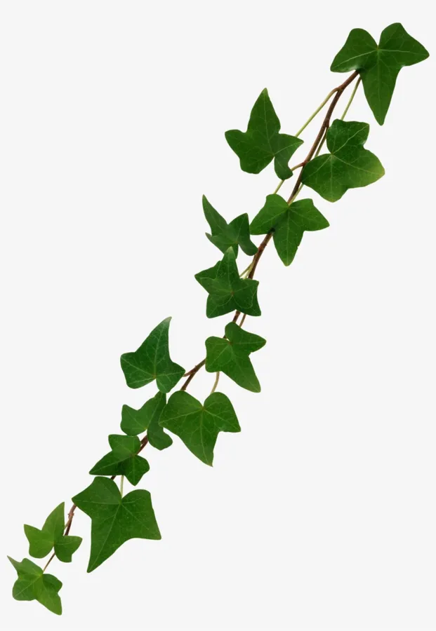 vine Background