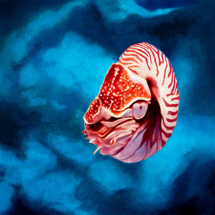 Nautilus im tiefblauen Meer