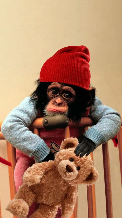 Monkey pictures