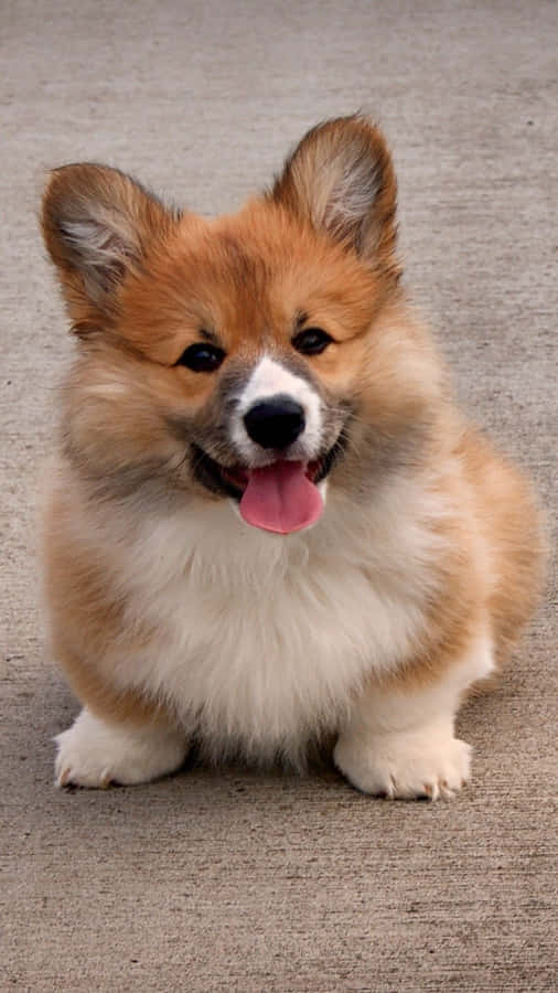 GladCorgi i solen