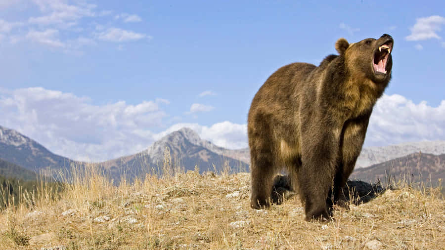 Einbrauner Bär steht auf einem Hügel mit Bergen im Hintergrund.