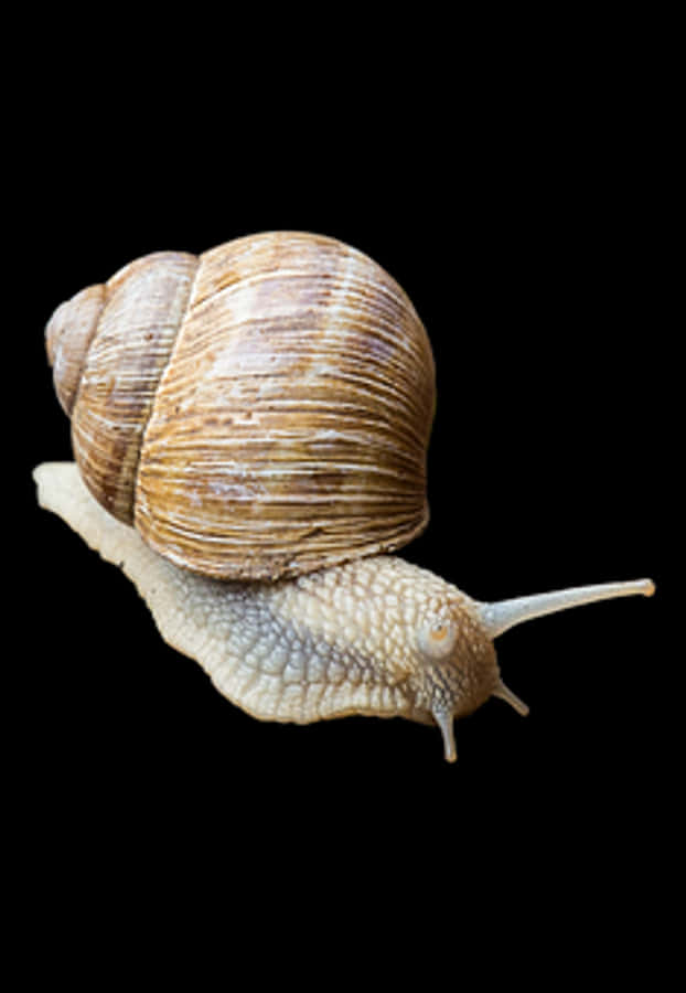 Brown Snail Black Background