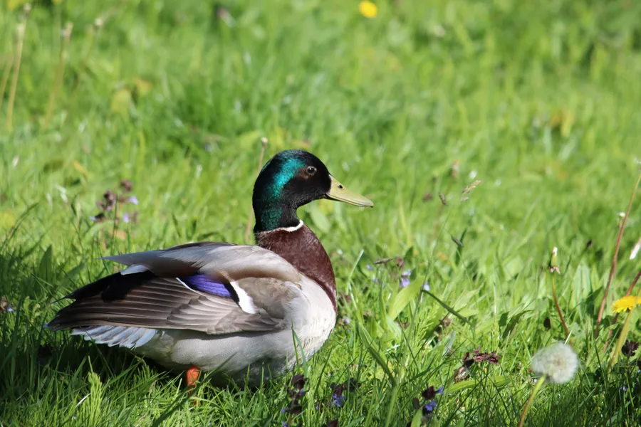Duck background