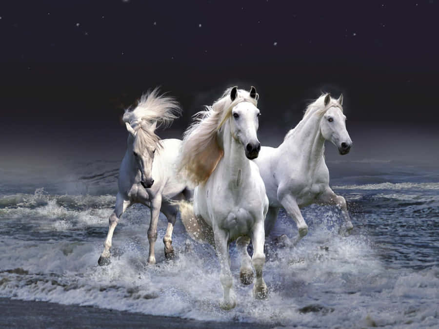 Smukke Horse Billeder 1600 x 1200