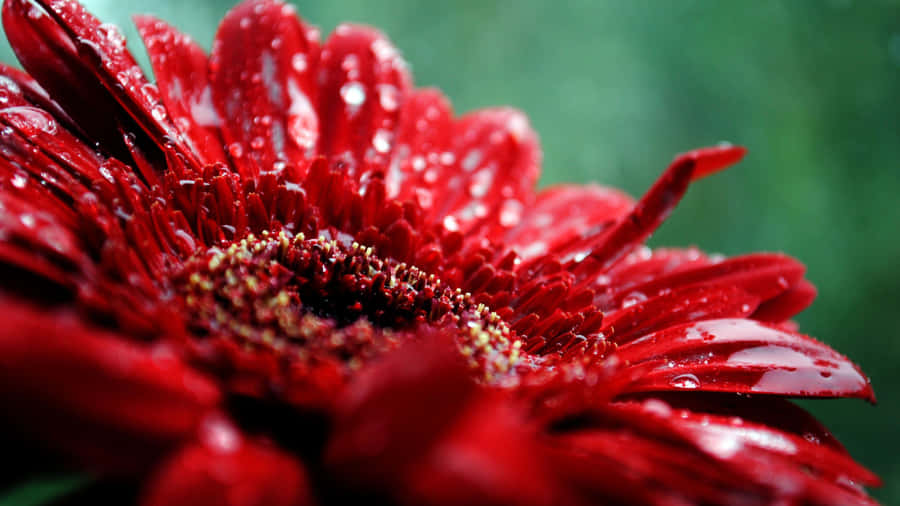 einerote Blume mit Wassertropfen darauf