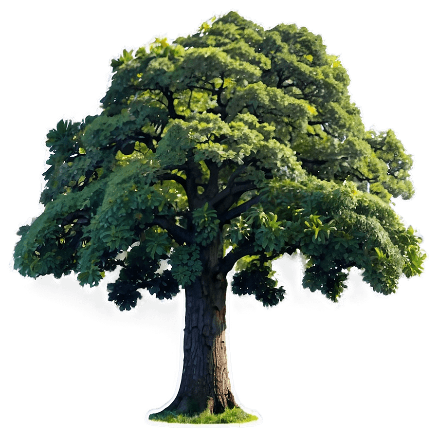 Oak Tree in City Park PNG 76