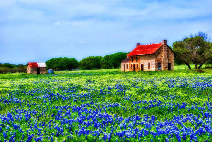 azulinasno campo