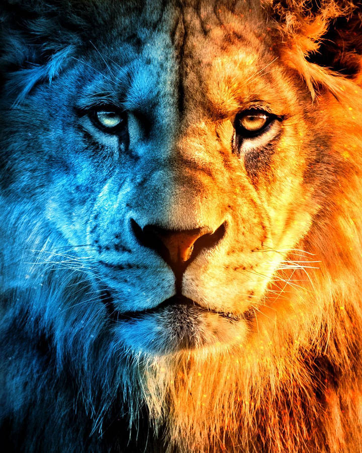 Download Half Fire Lion Juxtaposition Wallpaper | Wallpapers.com