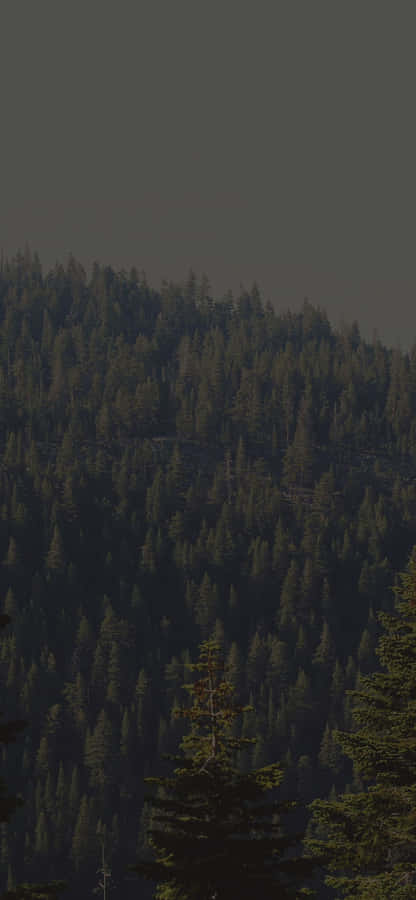 StellenSie sich einen dunkelgrünen Wald vor, soweit das Auge reicht.