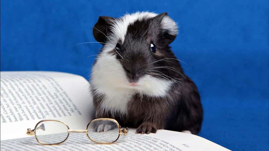 Hamster