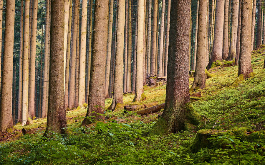 Tall Tree Trunks Forest Ultra HD