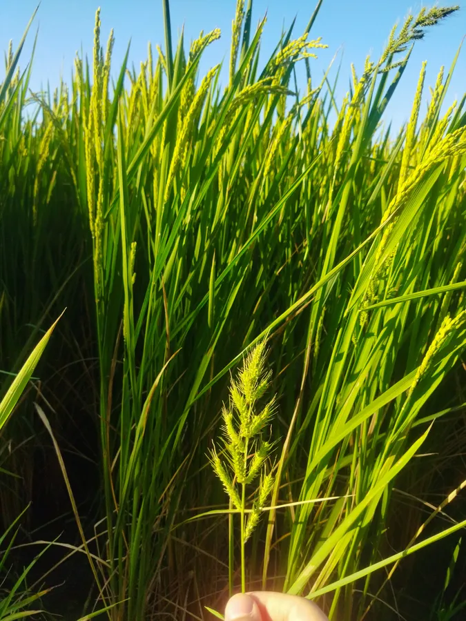 Natural,Green,Plants