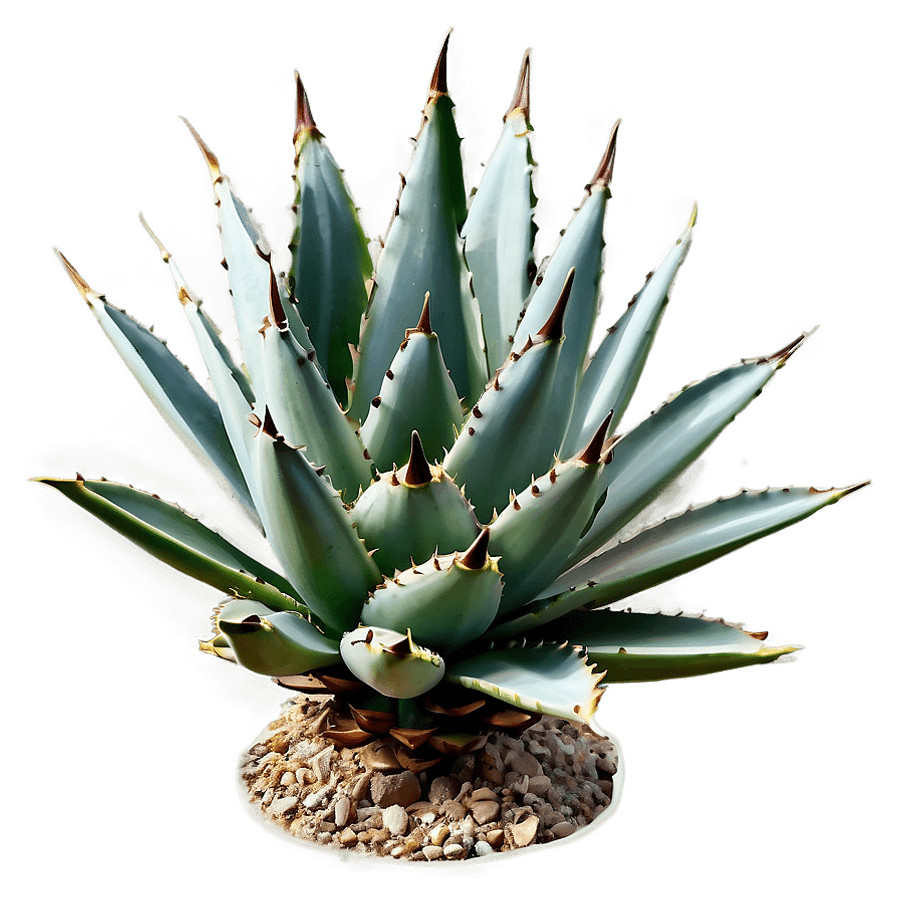 Spiral Agave Plant PNG 06282024
