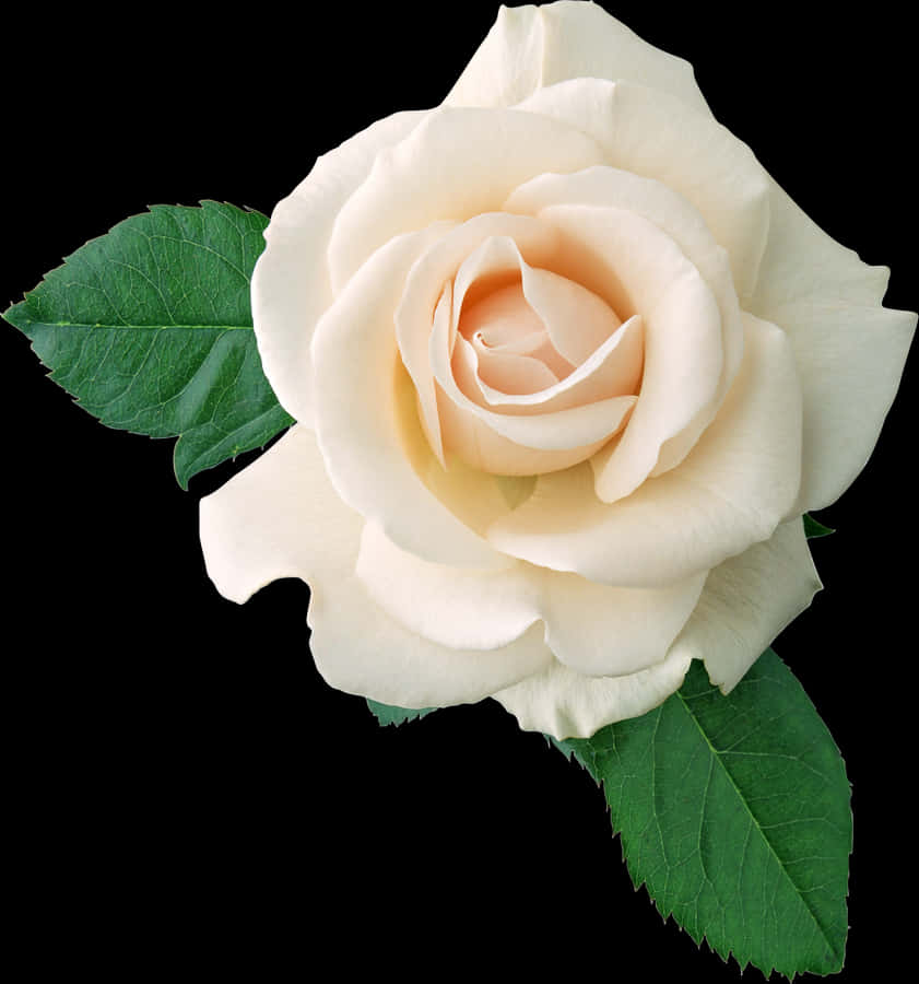 eineweiße Rose mit grünen Blättern auf einem schwarzen Hintergrund