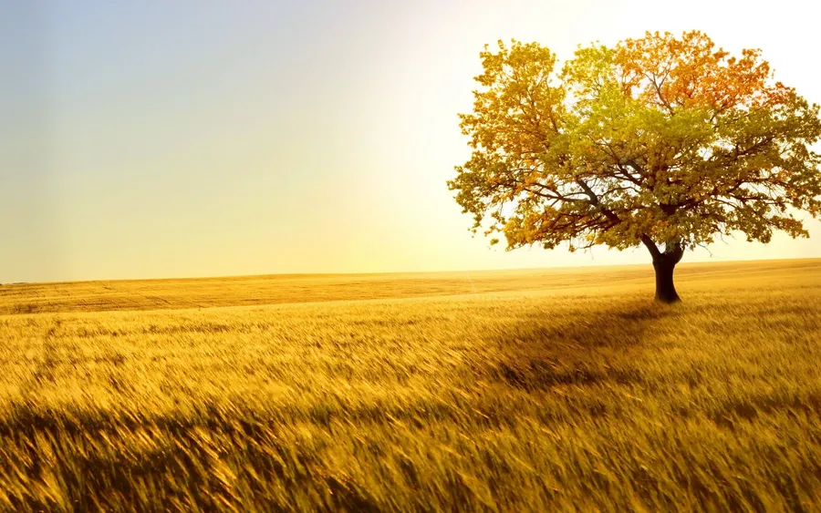 4k Nature Tree