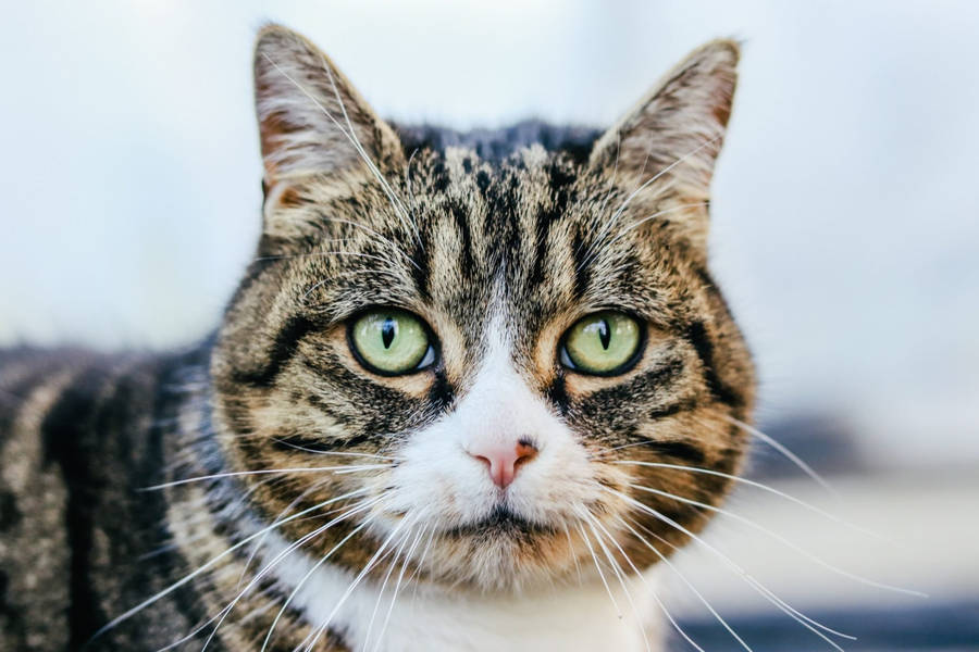 Gatto Con L'immagine Degli Occhi Verdi