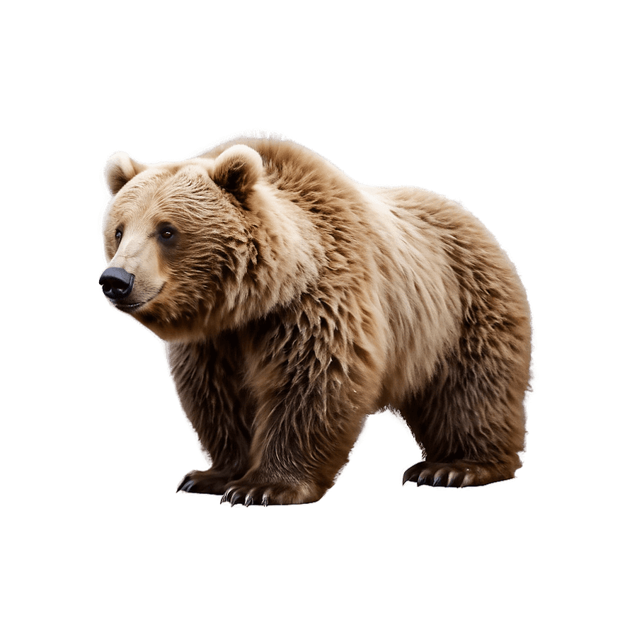 Cute Brown Bear PNG 06122024