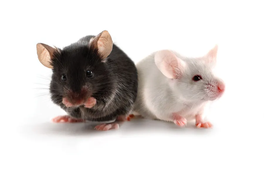 Mouse pictures