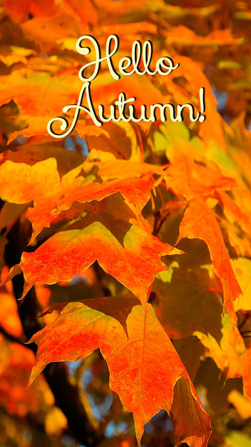 Hello Fall