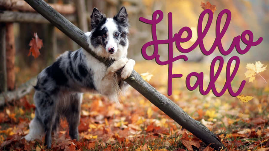 Hello Fall