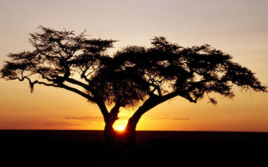 Tree Background