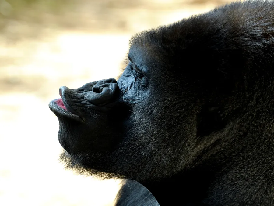 Gorilla Background