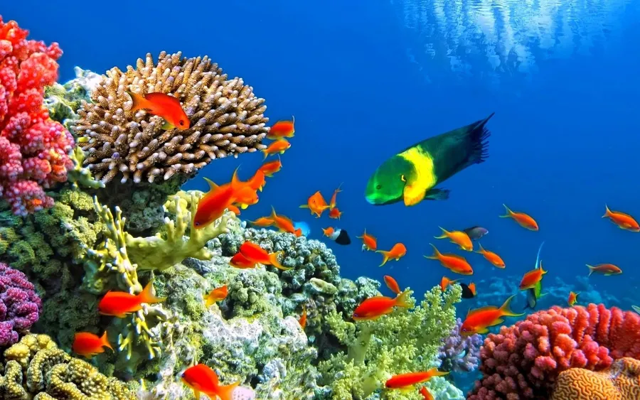 Live Fish