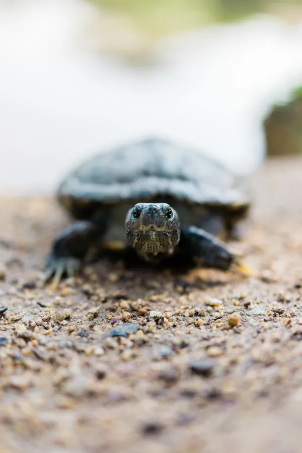 Turtle Iphone Hd
