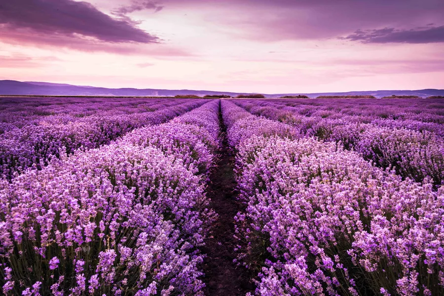 Lavender Background