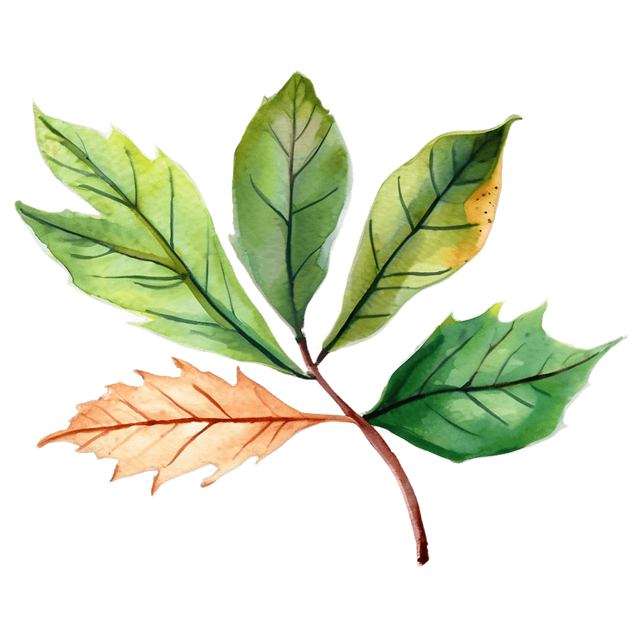 Watercolor Style Fallen Leaves PNG 06292024