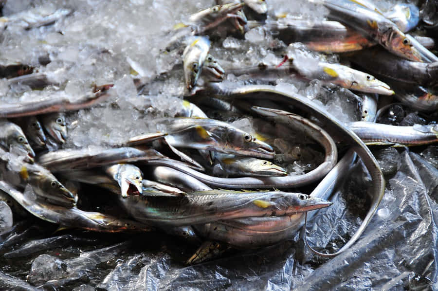 Frisk Cutlassfish på Is