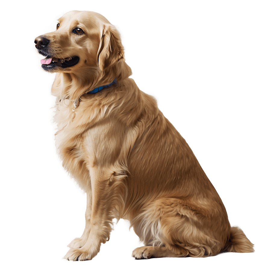Loyal Therapy Dog PNG xbs14