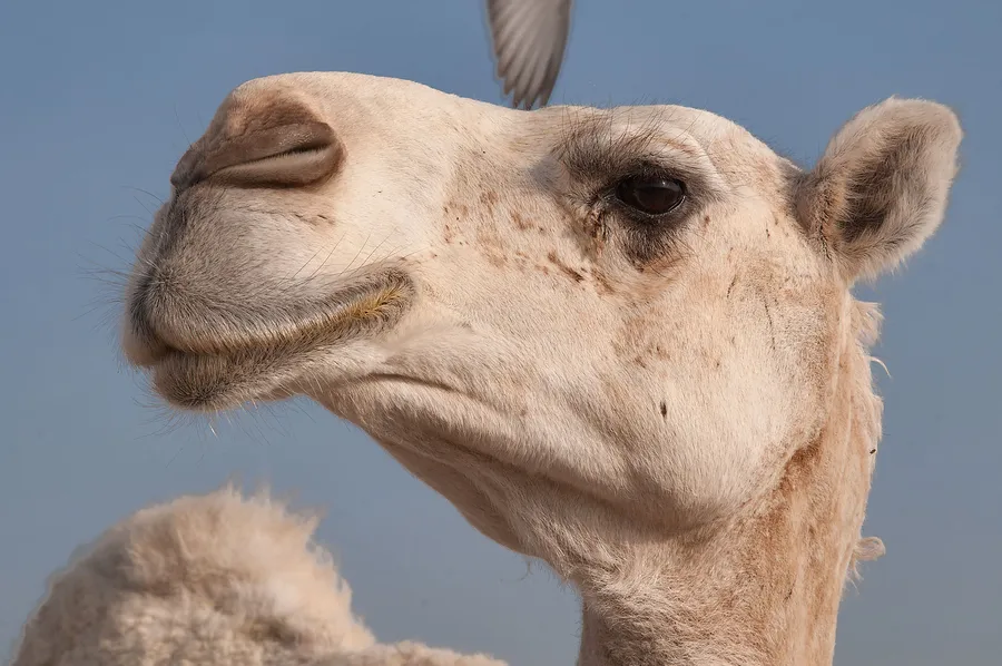 Camel pictures