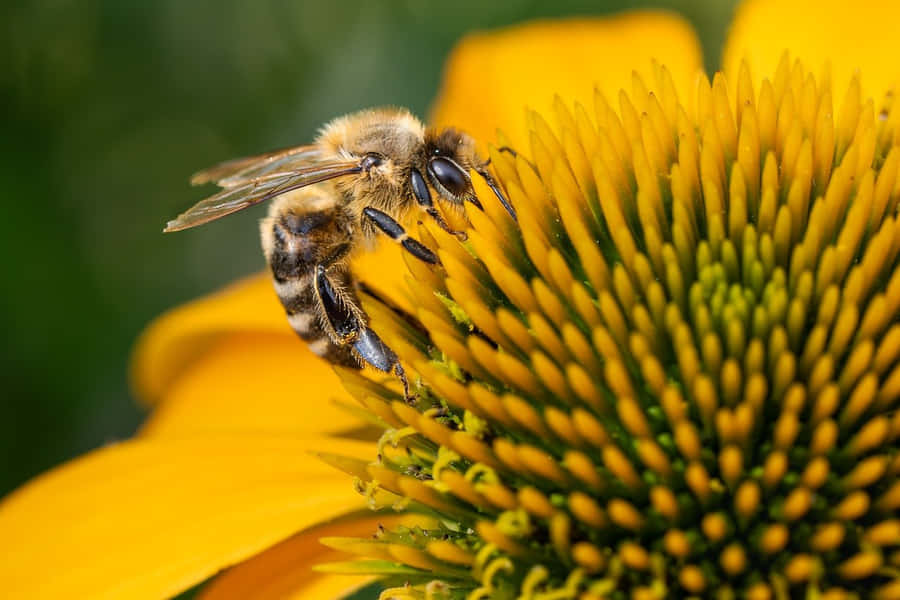 Abelha Mineradora em Coneflower.jpg