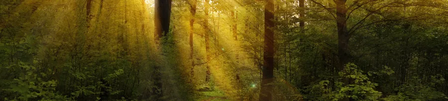 4k Nature background