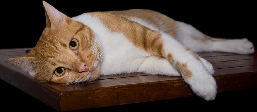 Relaxed Orange Tabby Cat