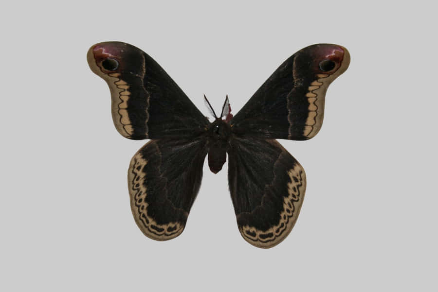 Promethea Motte mit ausgebreiteten Flügeln