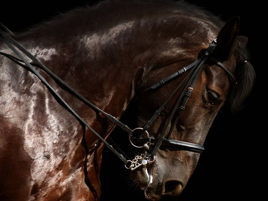 Download Horse Face Brown Bridle Wallpaper | Wallpapers.com
