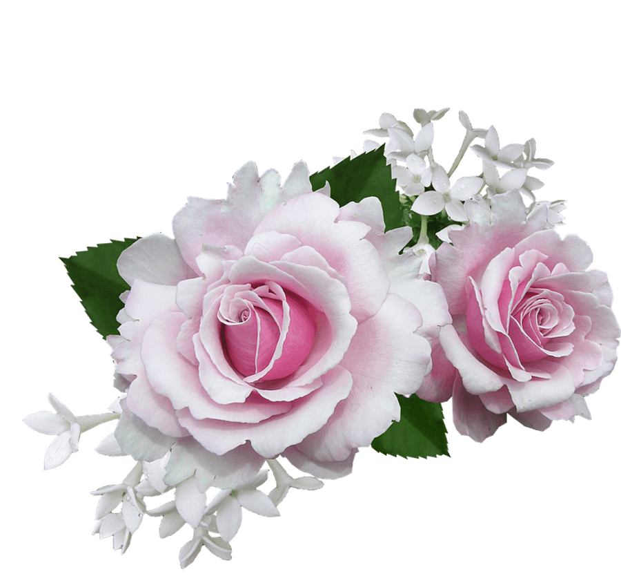 Pink Rosesand White Flowers