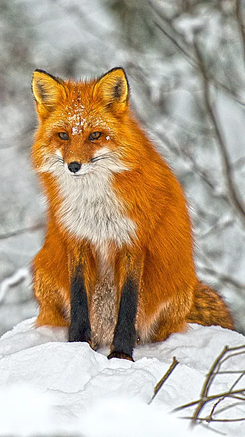Cool Fox