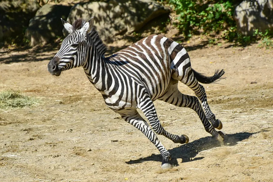 Zebra pictures