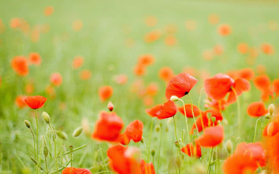 Campo Cautivador de Flores en Flor