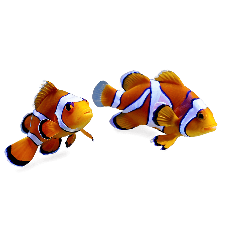 Clownfish School PNG pcf