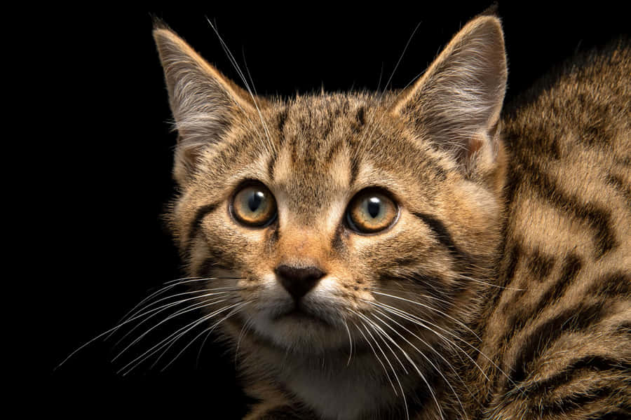 Ritratto Intenso di Felino Selvatico