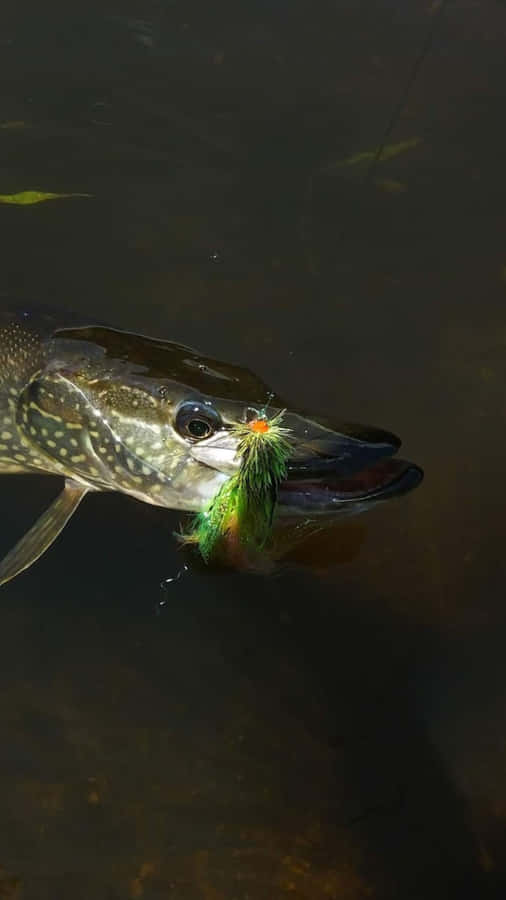 Bowfin Fångad på Drag