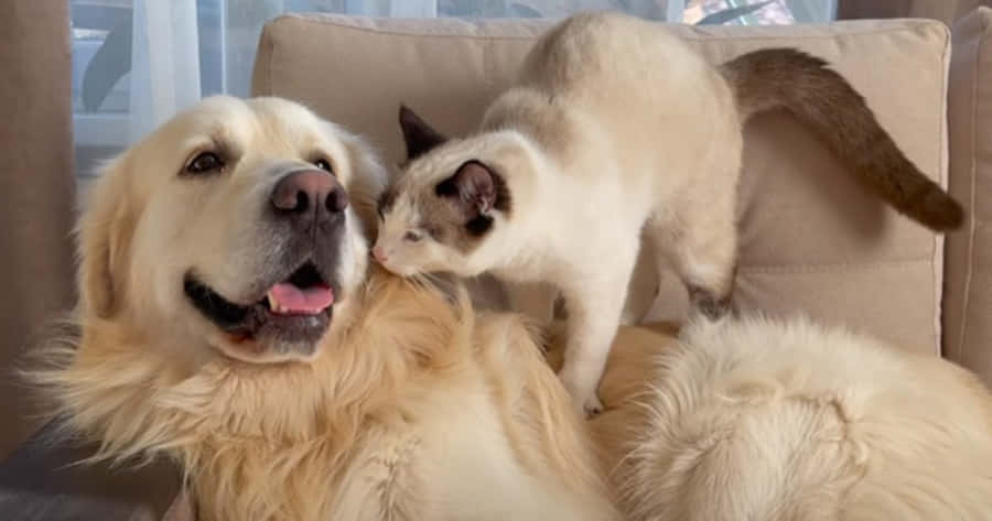 uncane e un gatto sono seduti su un divano